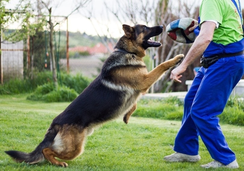 Why Do My Dogs Only Play When I’m Around? Vet-Reviewed Facts!