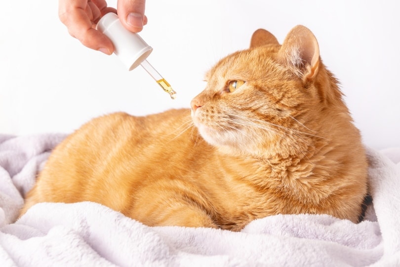 How to Give CBD Oil to Cats: 6 Vet-Approved Ways