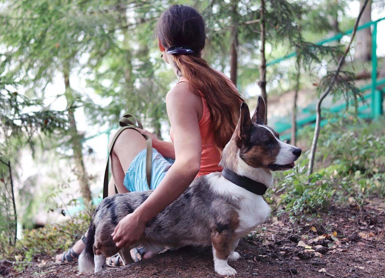 How to Train a Corgi: 15 Vet-Approved Tips