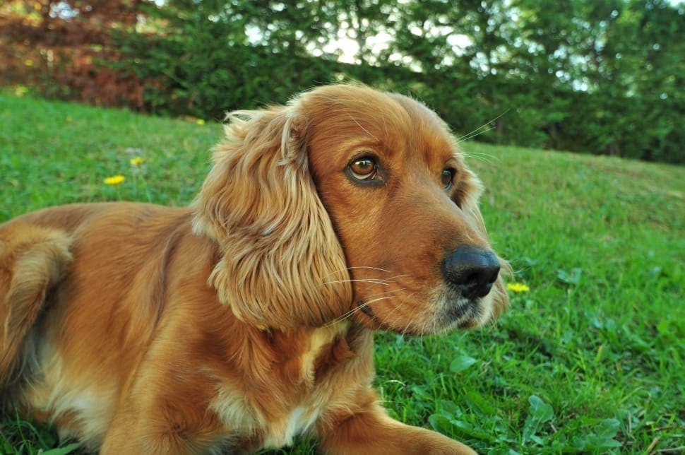 Golden Cocker Retriever: Info, Pictures, Traits & More