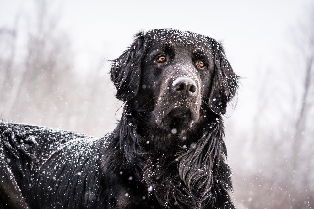 Golden Newfie (Golden Retriever & Newfoundland Mix): Info, Pictures, Facts