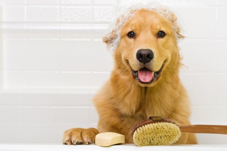 7 Vet-Approved DIY Recipes for Oatmeal Dog Shampoo You Can Make Today