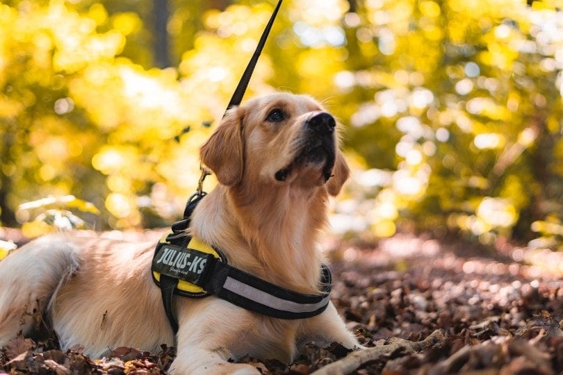 How to Put On & Fit a Dog Harness: 4 Simple Steps