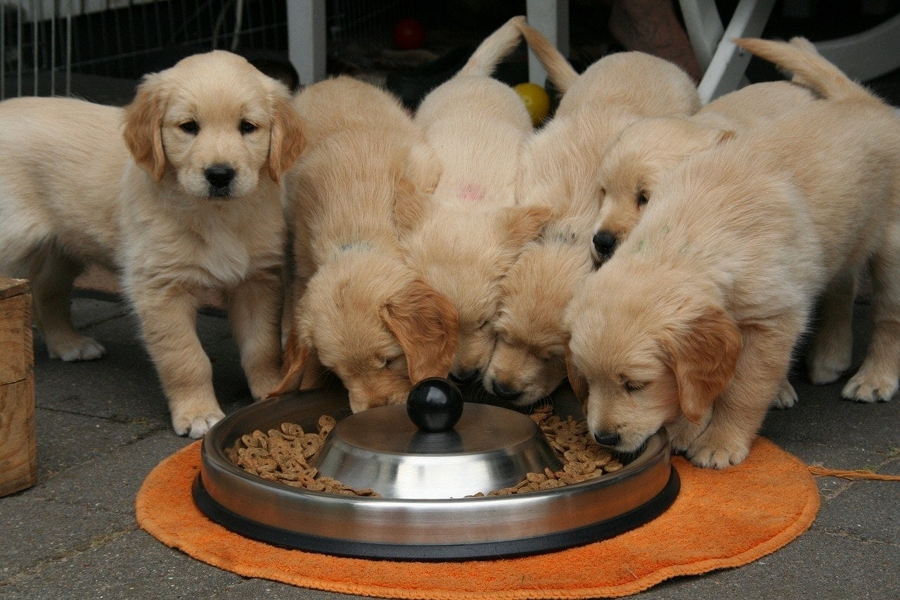 10 Best Puppy Foods in Australia - 2026 Reviews & Top Picks