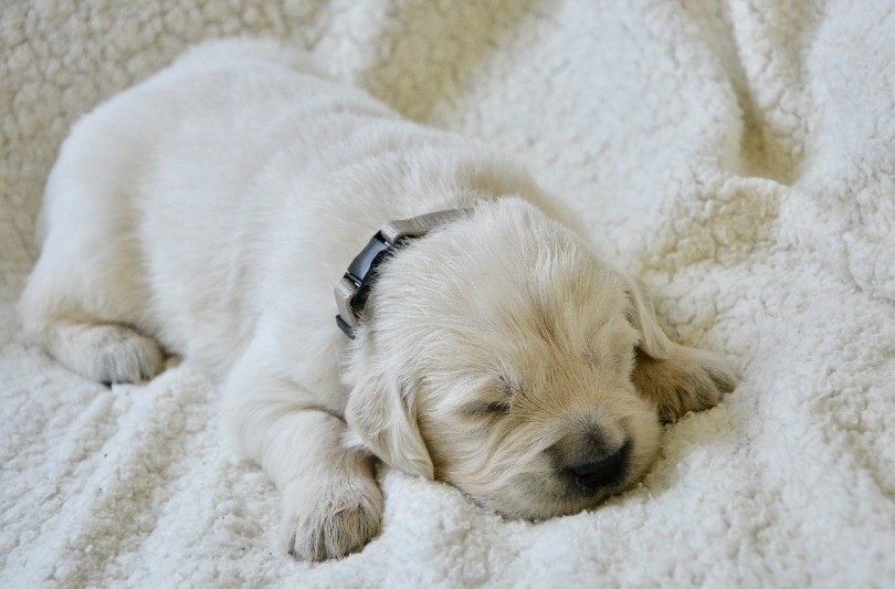 Why Is My Puppy Shaking While Sleeping? 6 Vet-Approved Reasons