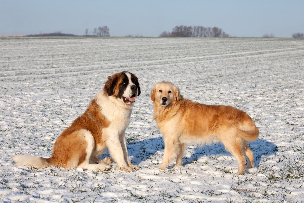 Golden Saint Dog (Golden Retriever & Saint Bernard Mix): Info, Pictures, Characteristics & Facts