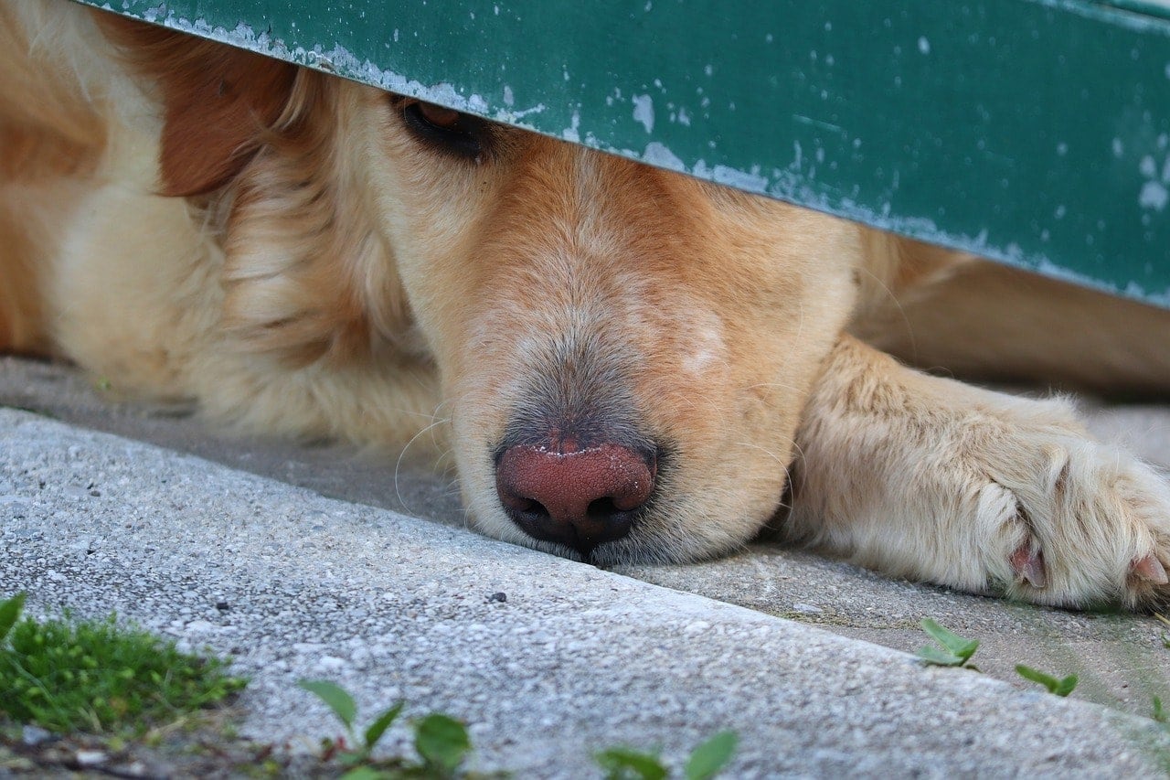Dog’s Nose Changing Color: Should I Worry? Vet-Approved Advice