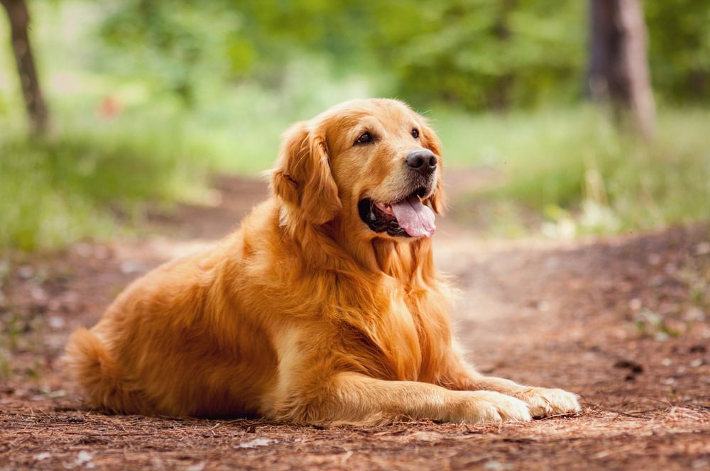 Golden Retriever Growth & Weight Chart (With Growth Stage Pictures)