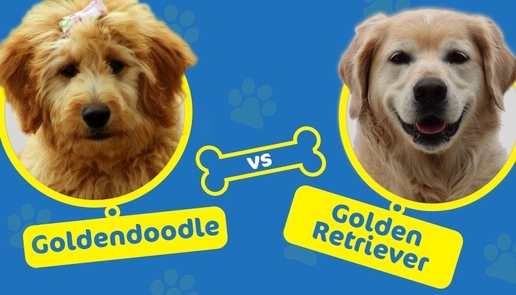 Goldendoodle vs Golden Retriever: What's the Difference? (With Pictures)