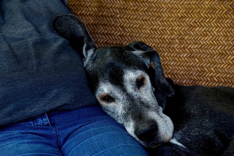Why Does My Great Dane Lean on Me? Vet-Reviewed Behaviour