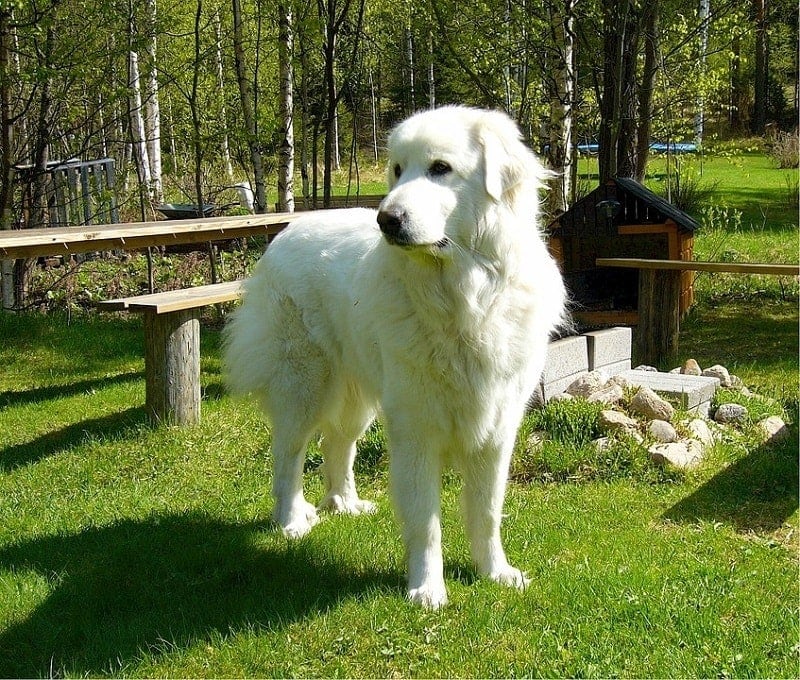 Do Great Pyrenees Have a Double Dew Claw? Breed Characteristics