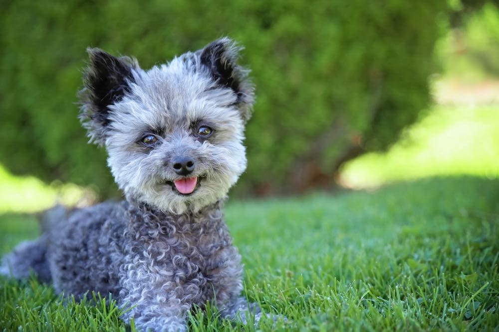 Chi-Poo (Chihuahua & Poodle Mix): Info, Pictures, Characteristics & Facts