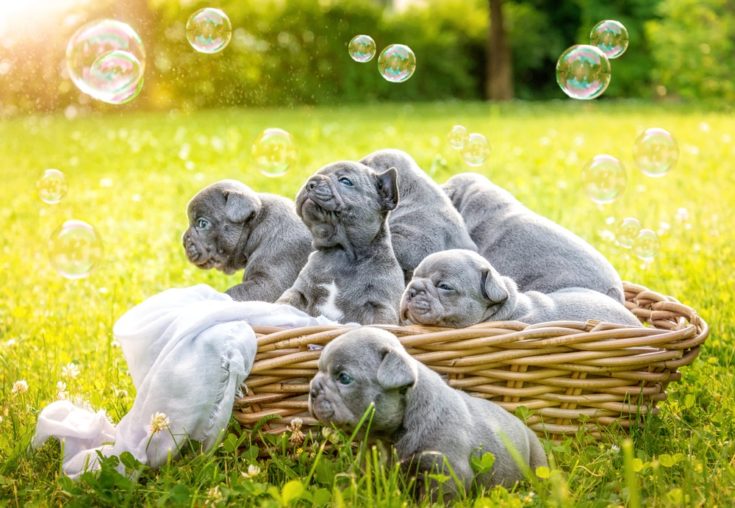 100+ Grey Dog Names: The Best Luminous & Unique Ideas