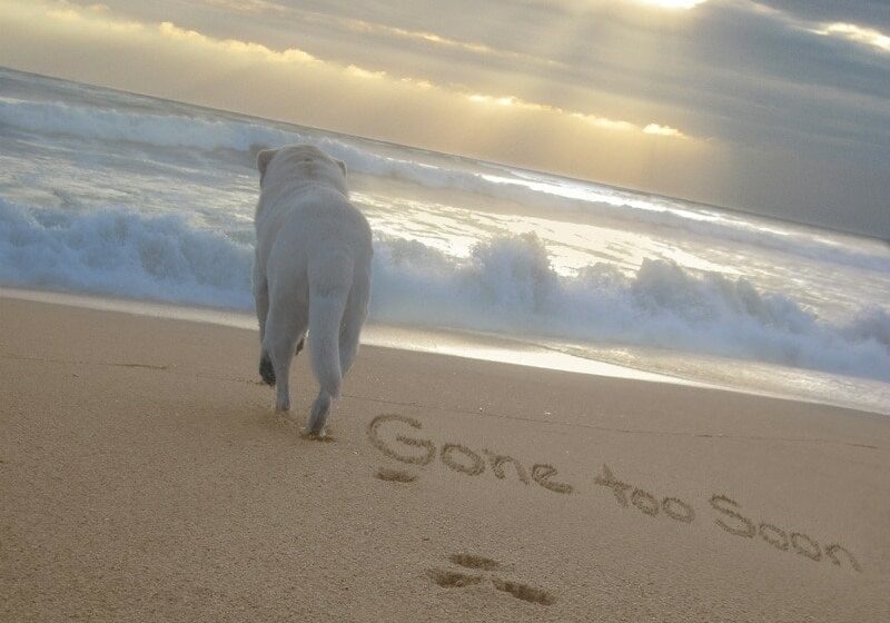 50 Dog Loss Quotes - An Inspirational Guide Through Grief