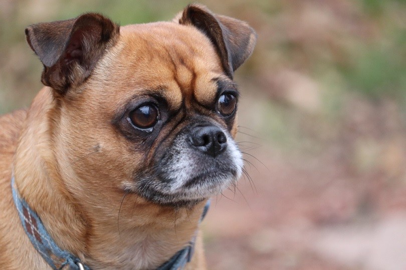 Smooth Poxer (Smooth Fox Terrier & Pug Mix): Info, Pictures, Facts