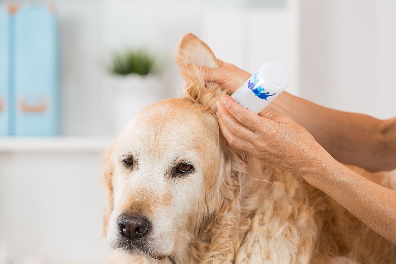 How Long Does It Take for a Dogs Ear Hematoma To Go Away? Vet-Reviewed Facts