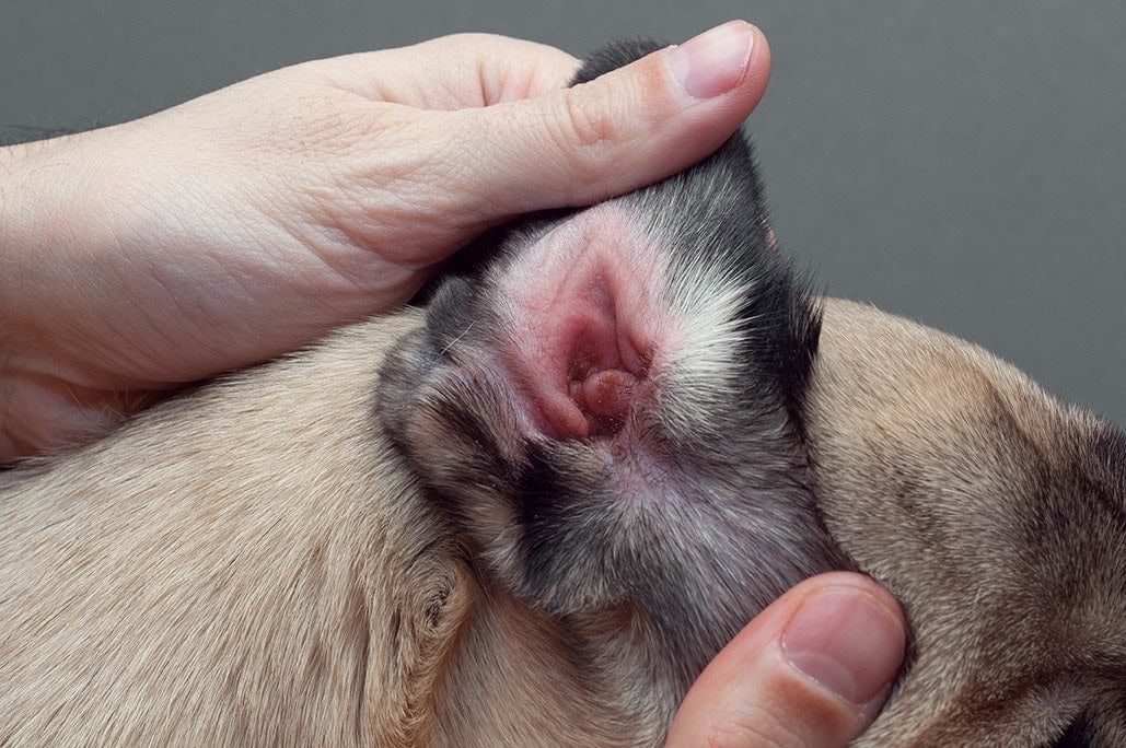 Dog Ear Hair Plucking: Our Vet Answers Concerns & Alternatives