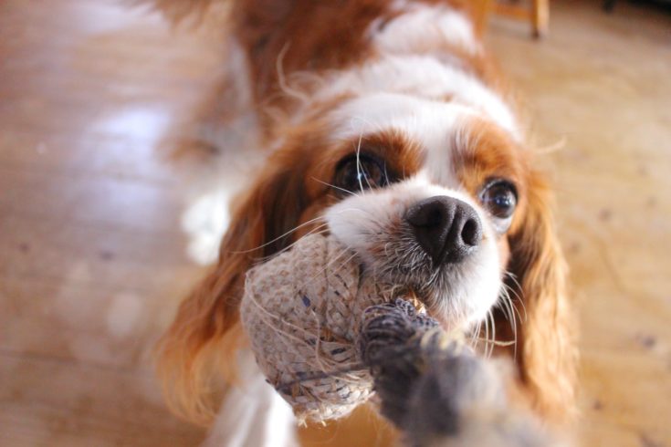 How to Train a Cavalier King Charles Spaniel: 7 Easy Steps