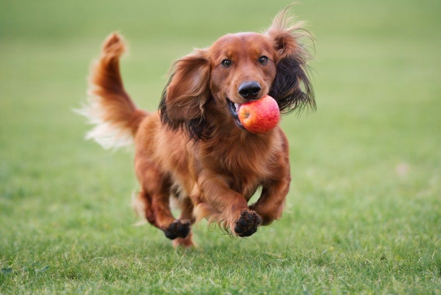 How Fast Can a Dachshund Run? Breed Characteristics