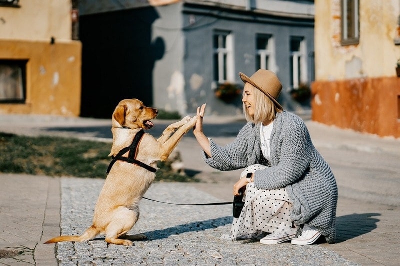 19 Fun Things to Do With Your Dog (Indoor & Outdoor Ideas)