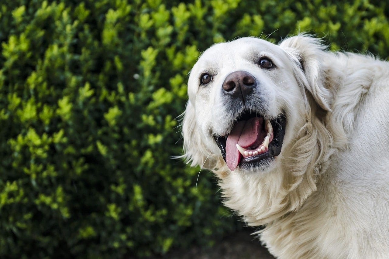 How to Make Your Dog Happy: 16 Effective Ways