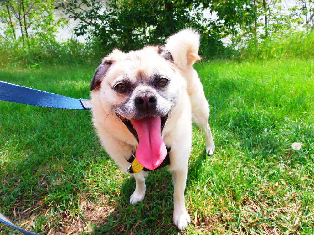 Pom-A-Pug (Pomeranian & Pug Mix): Info, Pictures, Facts