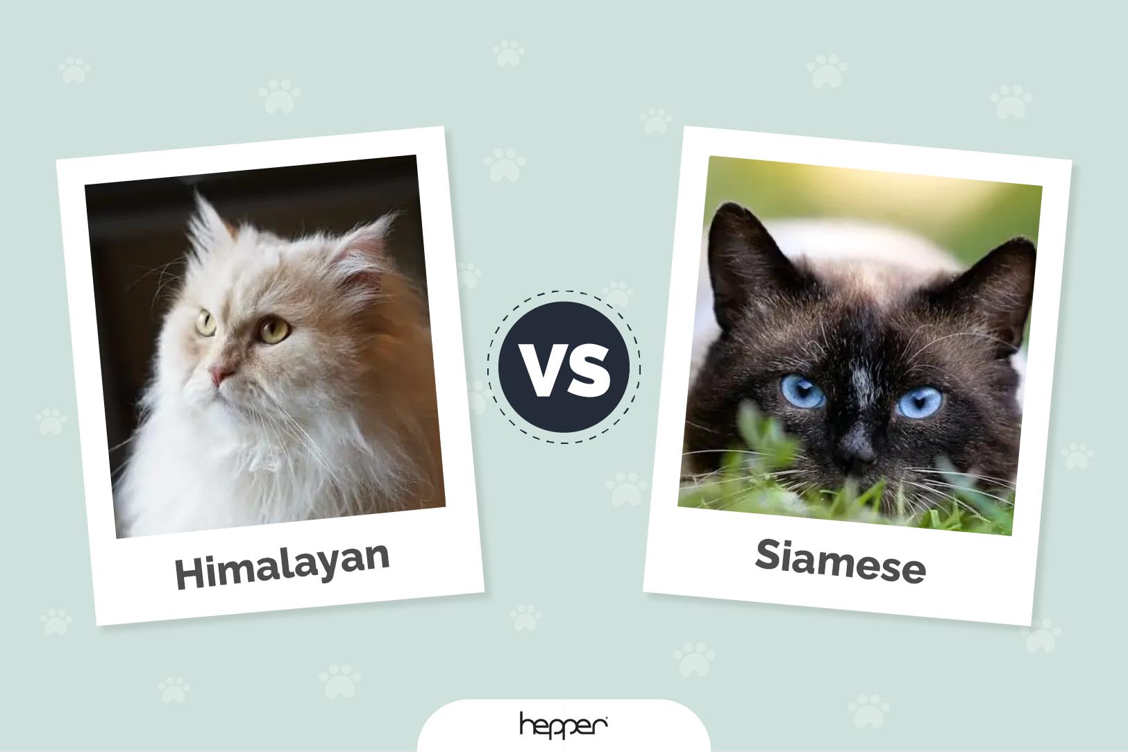 Himalayan Cat vs. Siamese Cat: Key Differences (With Pictures)