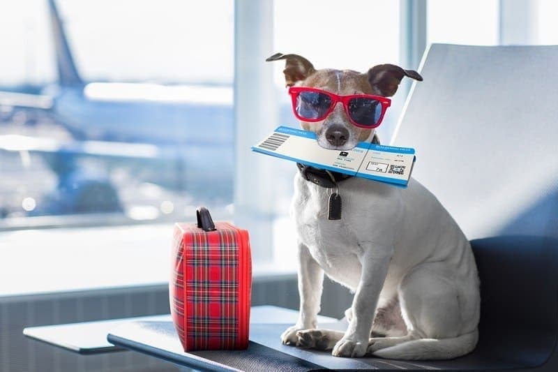 Top 10 Most Dog-Friendly Cities in the World (Updated in 2026)