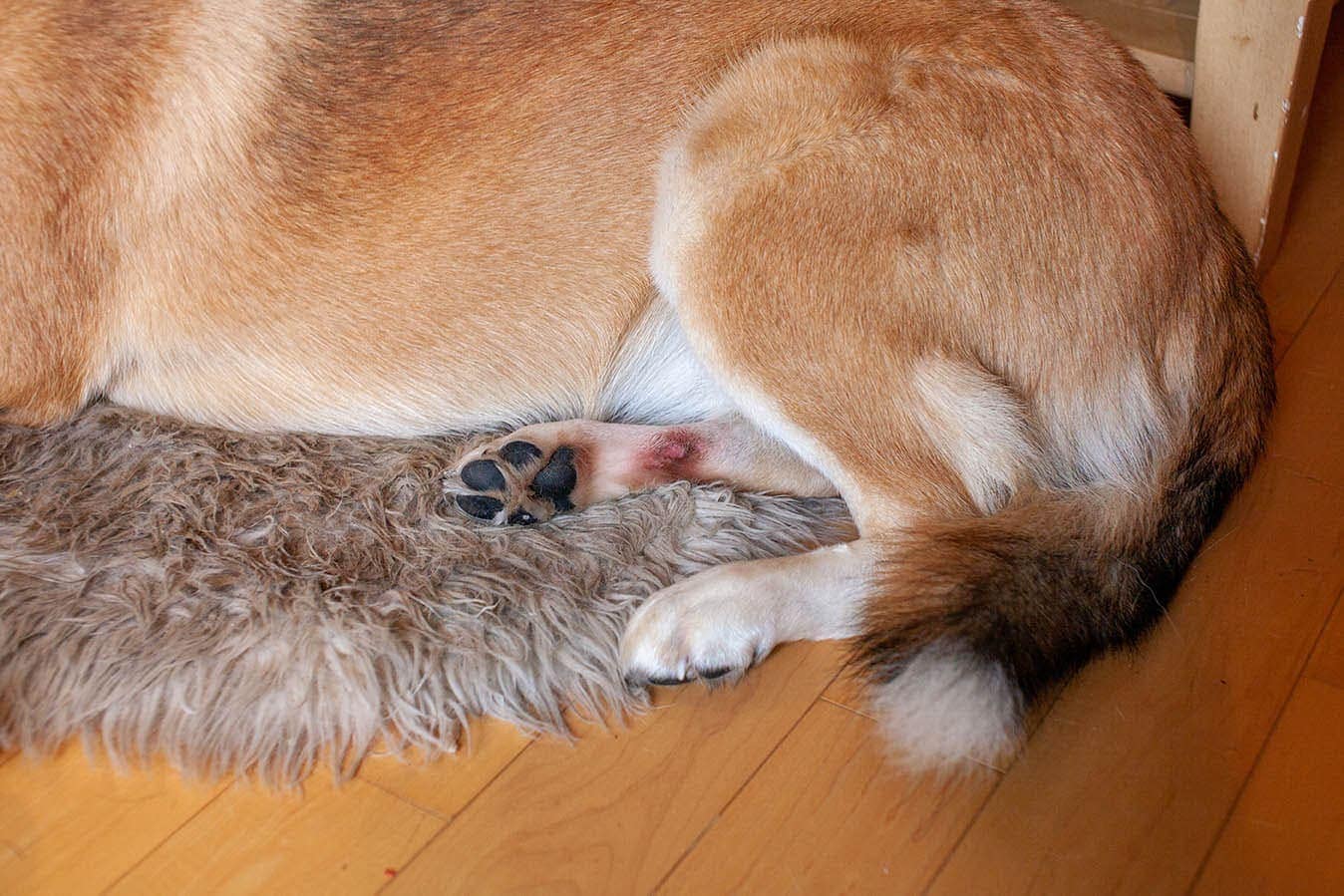 Can I Treat My Dog’s Hot Spots with Coconut Oil? Vet-Approved Facts & FAQs