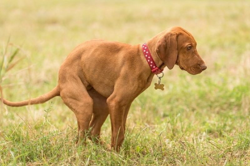 How Long Will My Dog’s Diarrhea Last After Changing Food? Vet-Approved Facts