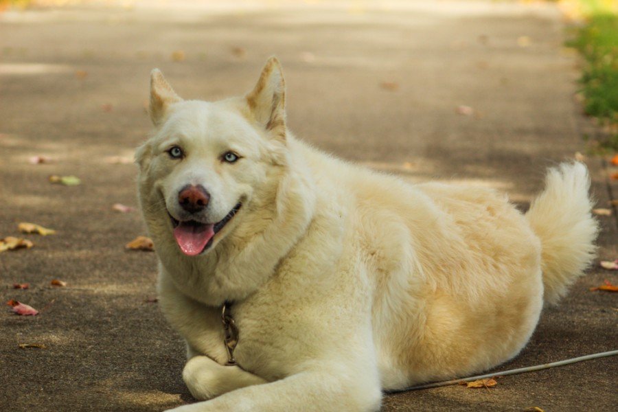 Huskita (Siberian Husky & Akita Mix): Info, Pictures, Characteristics & Facts