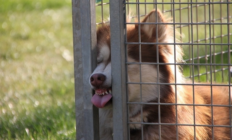 How to Dog-Proof a Fence - 9 Great Options (With Pictures)
