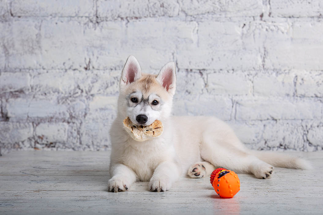 Are Pig and Cow Ears Good for Dogs? Vet-Reviewed Safety Guide