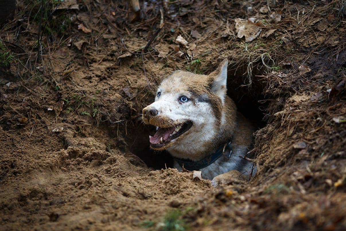Why Do Dogs Dig Holes and Lie in Them? Vet-Verified Reasons & What to Do