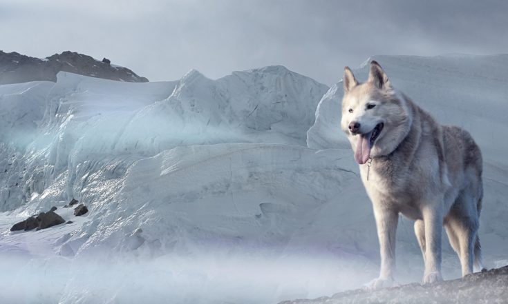 100+ Husky Names: Rugged & Rare Ideas for Loveable Huskies