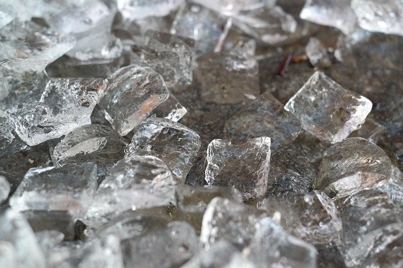 Can I Put Ice Cubes in My Cat’s Water Bowl? Vet Approved Facts & Alternatives