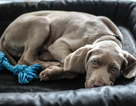 8 Best Indestructible & Chew-Proof Dog Beds in 2026 - Reviews & Top Picks