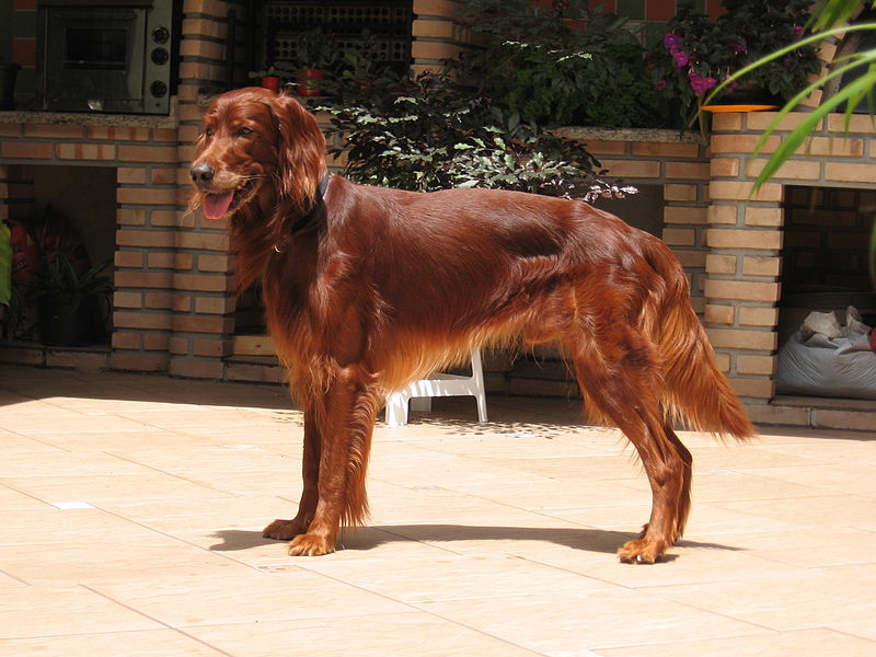How Much Do Irish Setters Shed? Breed Coat Characteristics & Facts