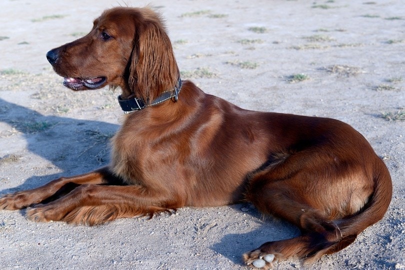 Why Is My Dog Falling Over? 15 Balance Loss Reasons (Vet Answer)