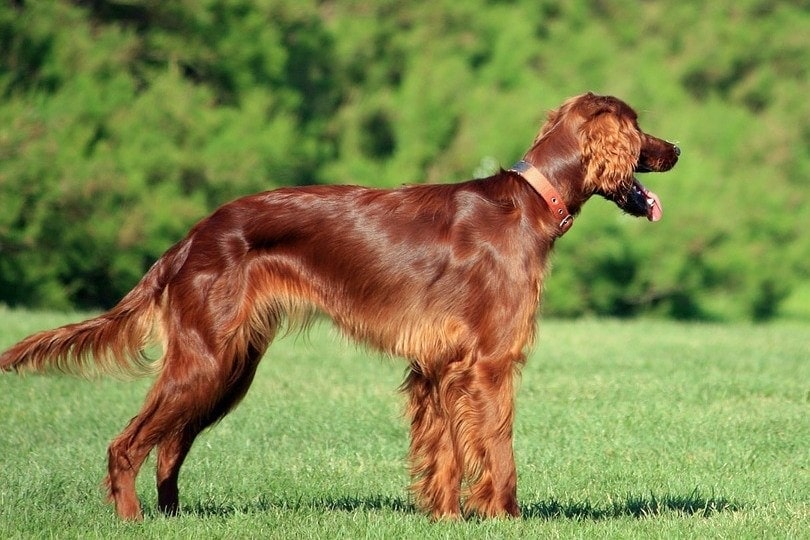 How to Train Irish Setters: 11 Tips & Tricks