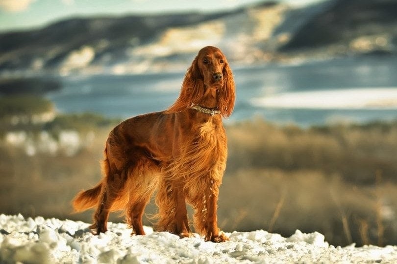 6 Vet-Verified Irish Setter Facts You Should Know