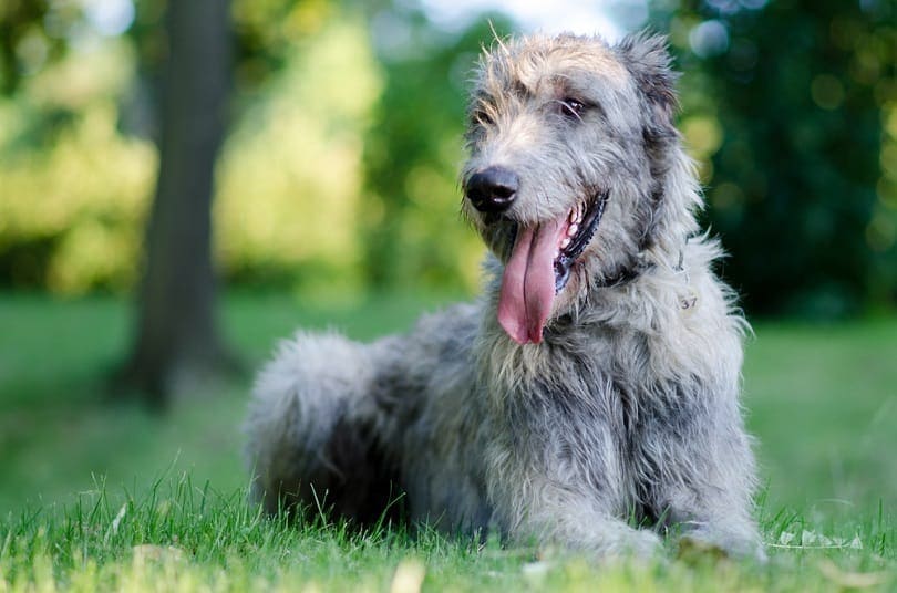 How Much Does an Irish Wolfhound Cost? 2026 Price Guide