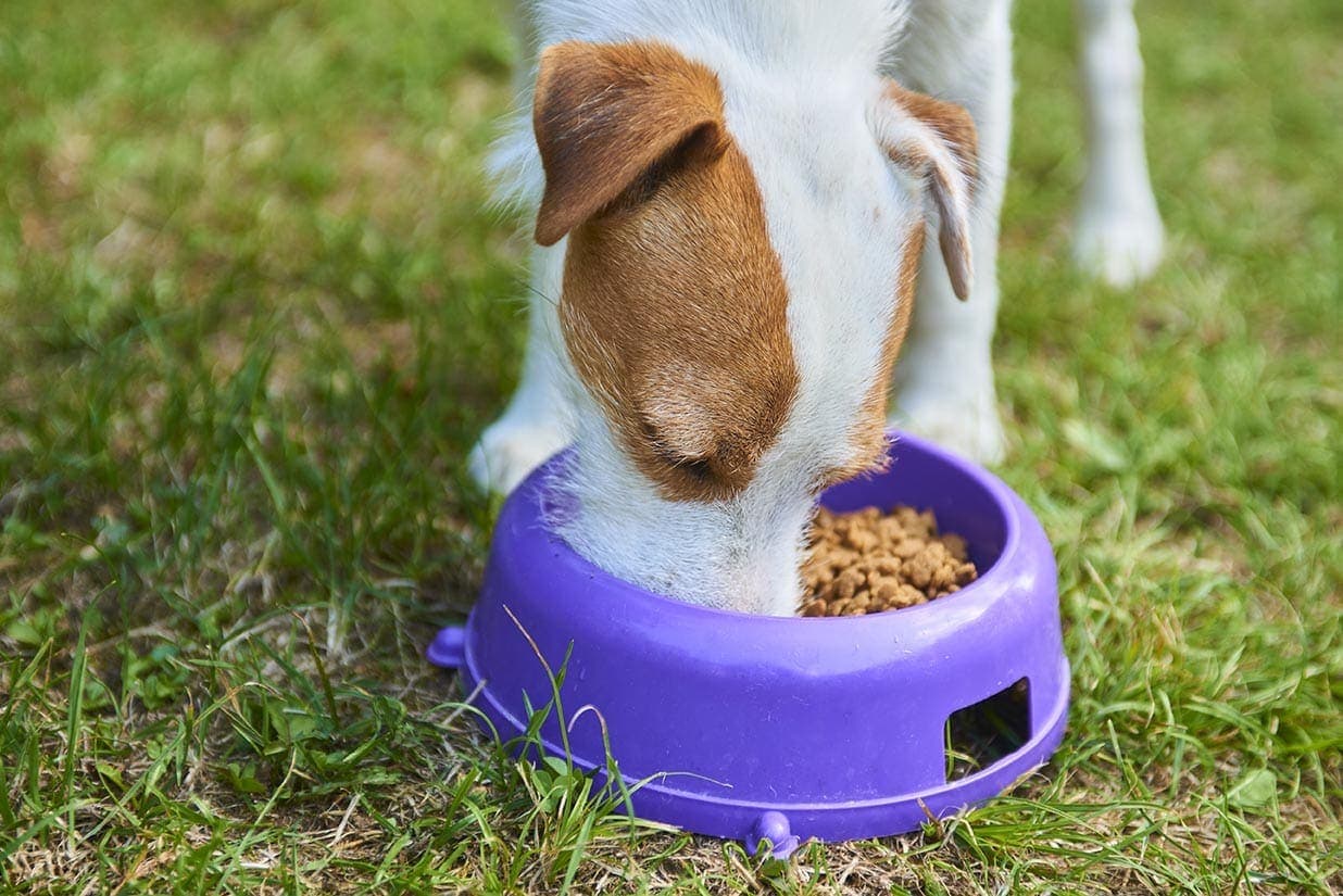 How Long Does It Take a Dog to Digest Food? Vet-Reviewed Facts & FAQ