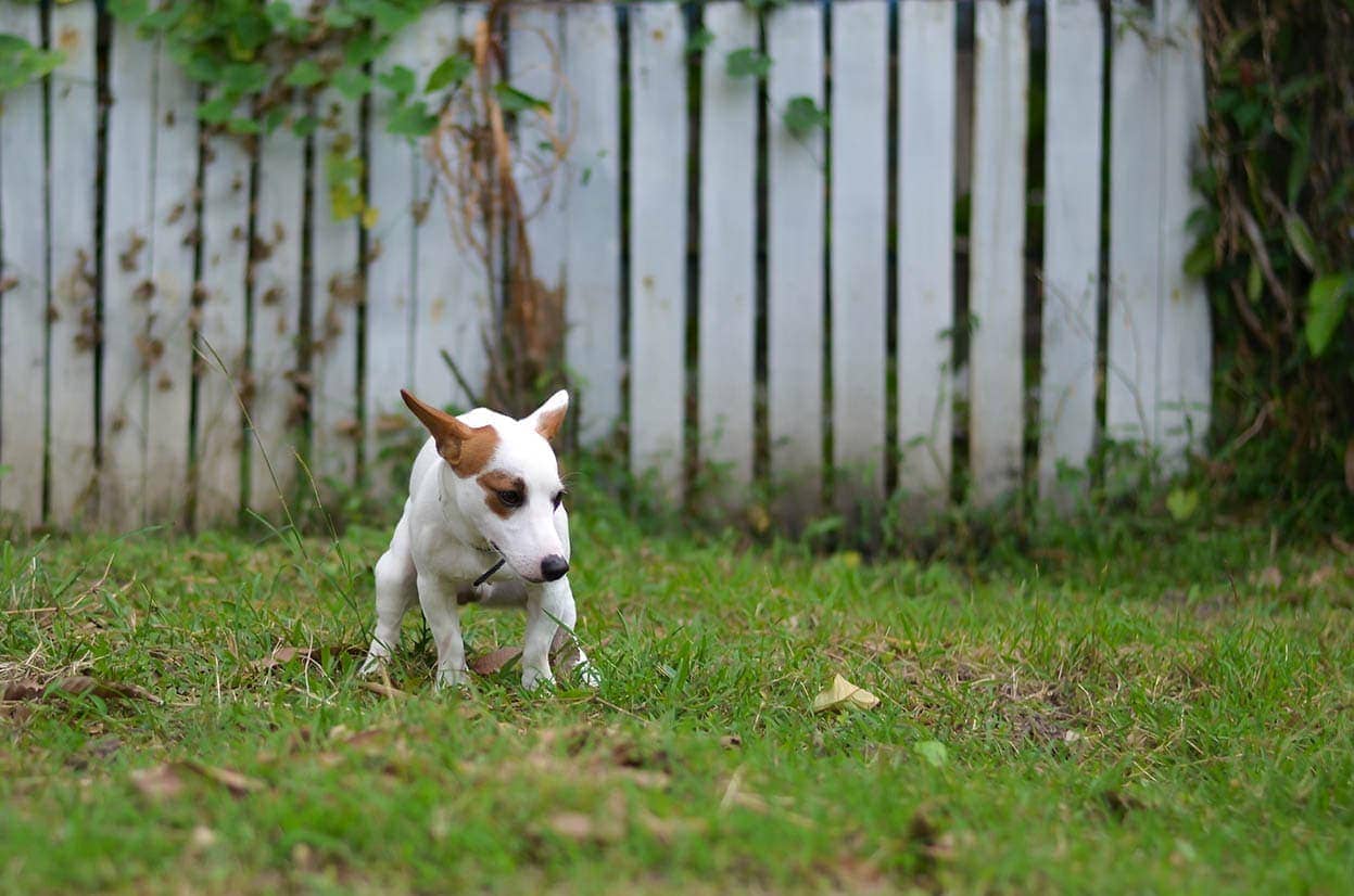 How to Prevent Dogs From Pooping In Your Yard (5 Tips & Tricks)