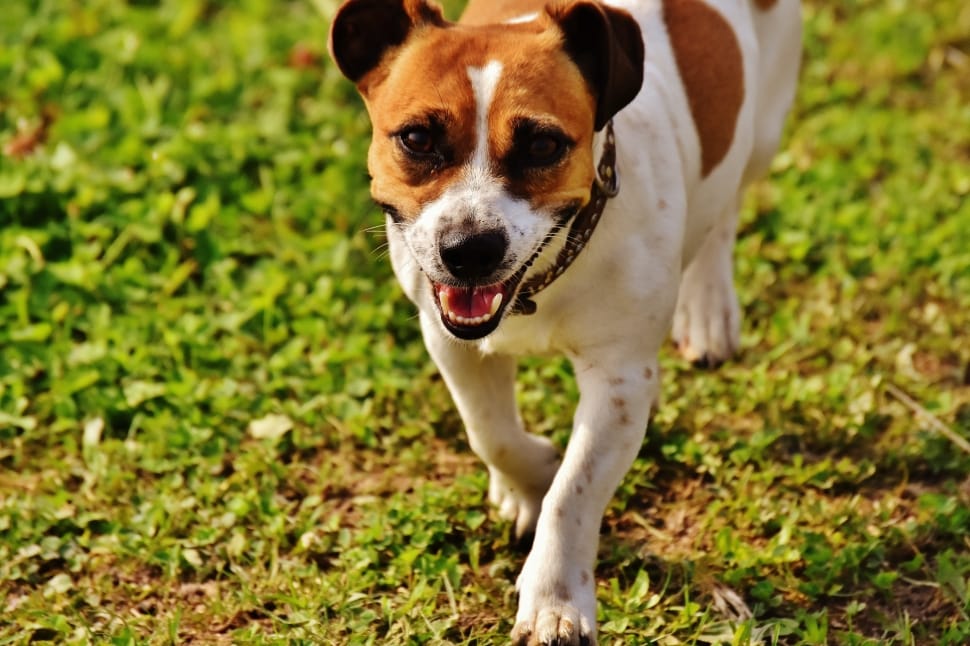 American Bulldog & Jack Russell Terrier Mix: Info, Pictures, Care & More