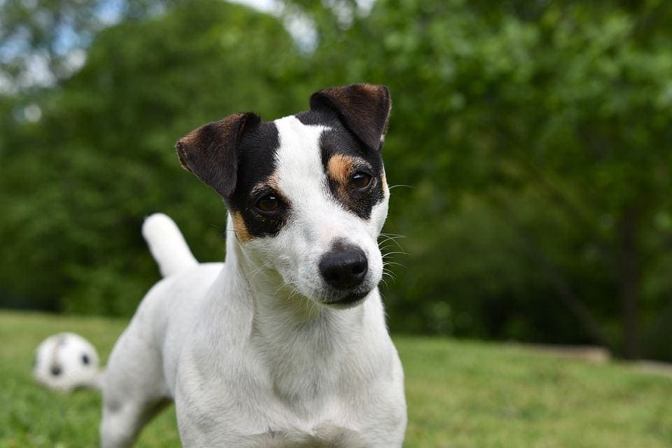 How Much Does a Russell Terrier Cost? 2026 Price Guide
