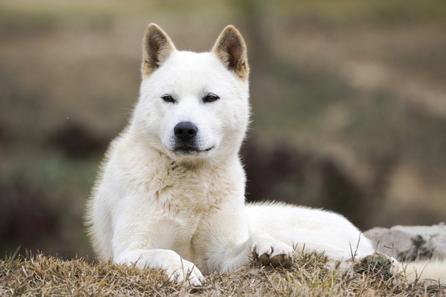 7 Korean Dog Breeds (With Info, Pictures, Facts & History)