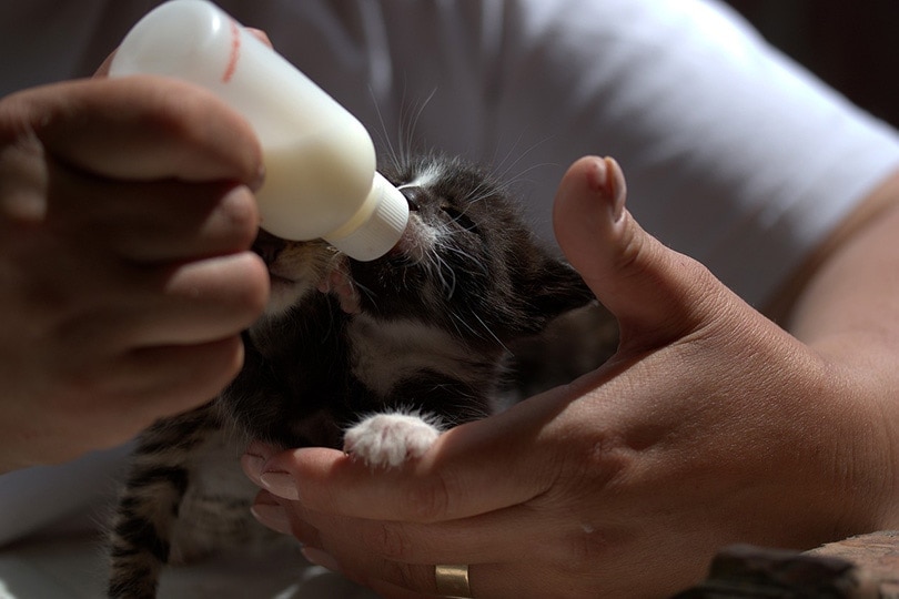 Weaning Kittens: Vet-Reviewed Guide for When & How to Start