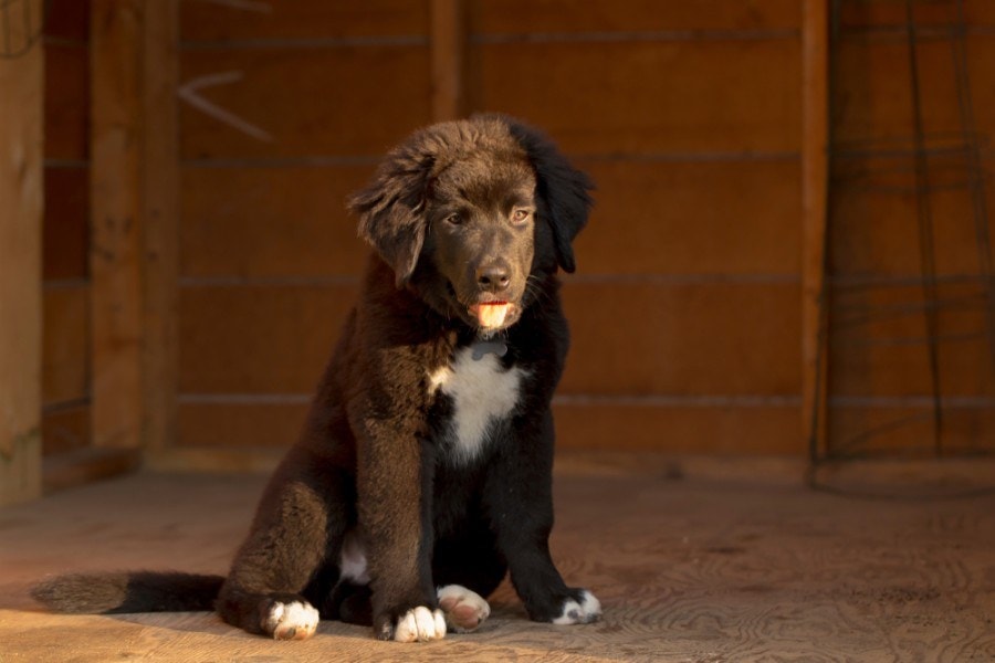 Labernese (Bernese Mountain Dog & Labrador Mix): Info, Pictures, Characteristics & Facts