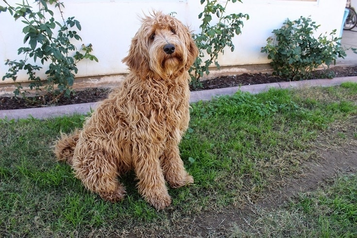 11 Labradoodle Colors, Types & Patterns (With Pictures)